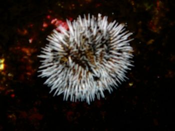 Sea Urchin in cozumel at night by Gil Ben-Meir 